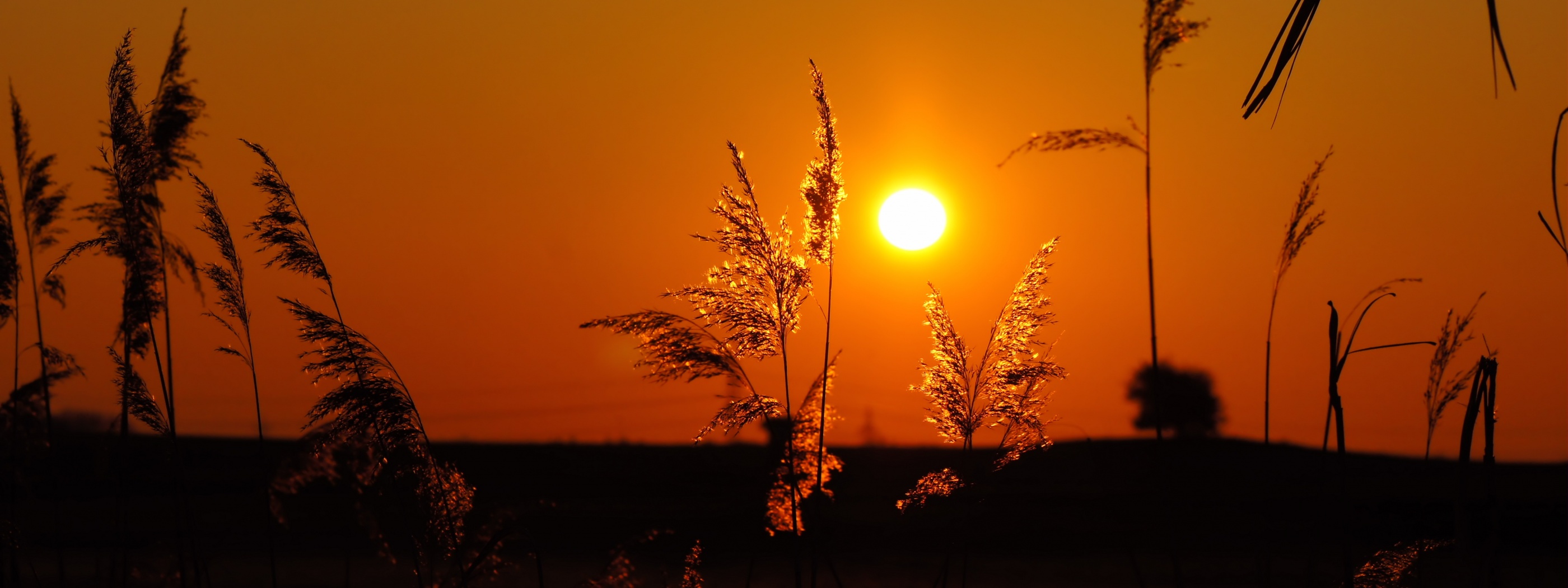 Morning Sunrise