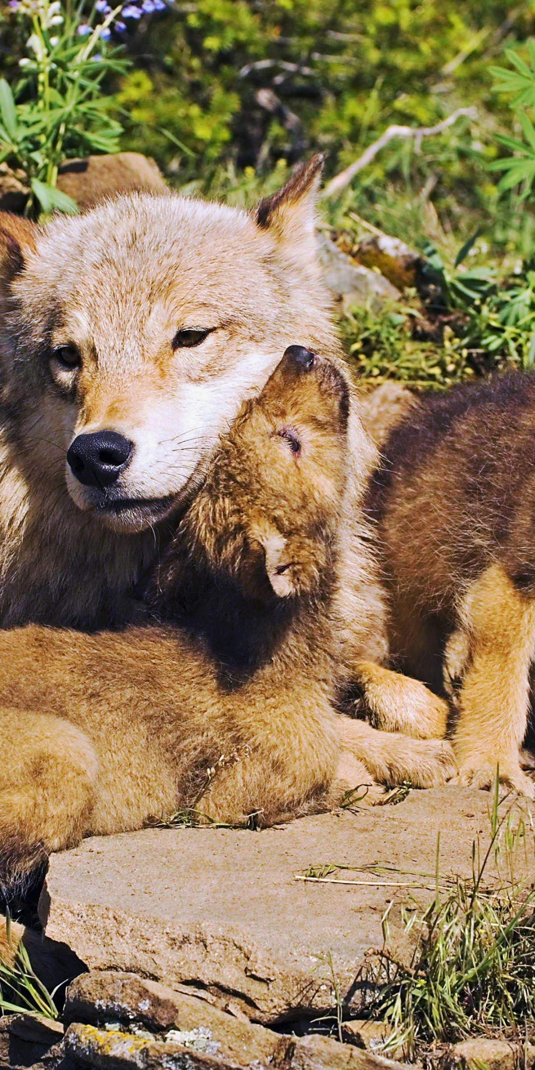 Mother Wolf And Little Wolves