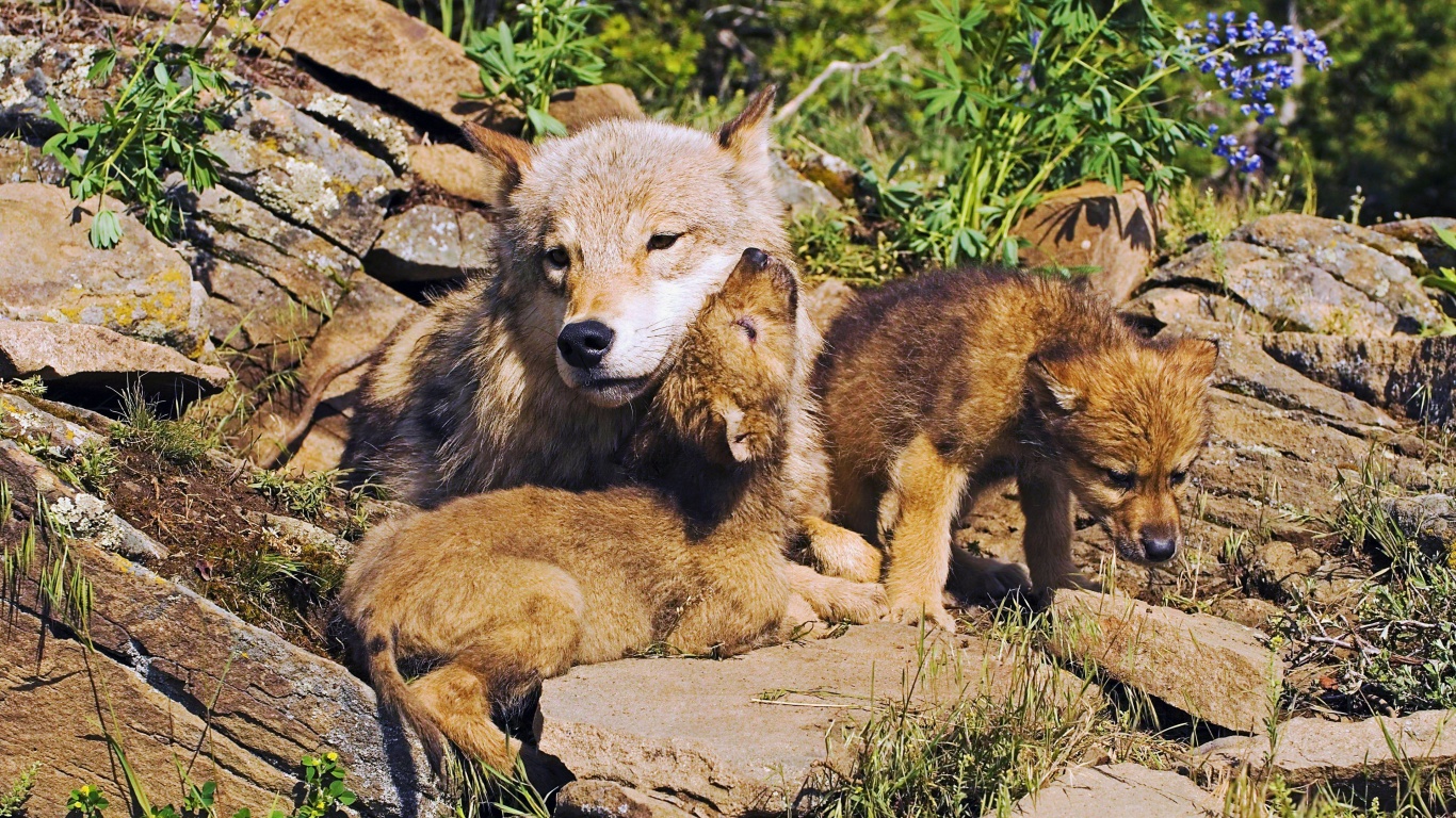 Mother Wolf And Little Wolves