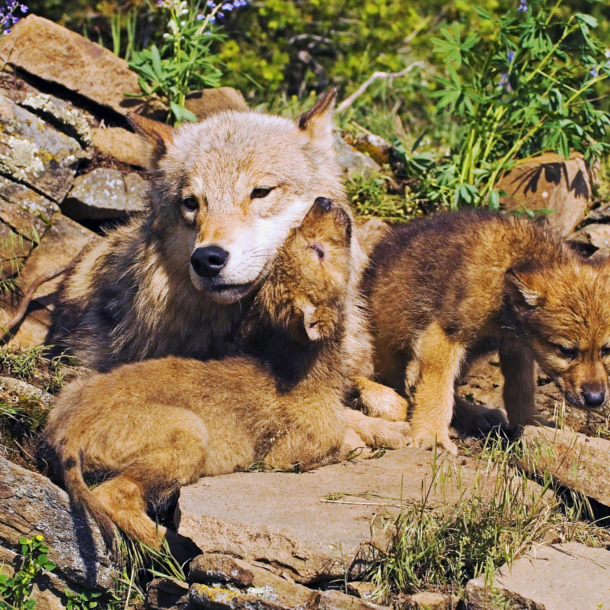 Mother Wolf And Little Wolves