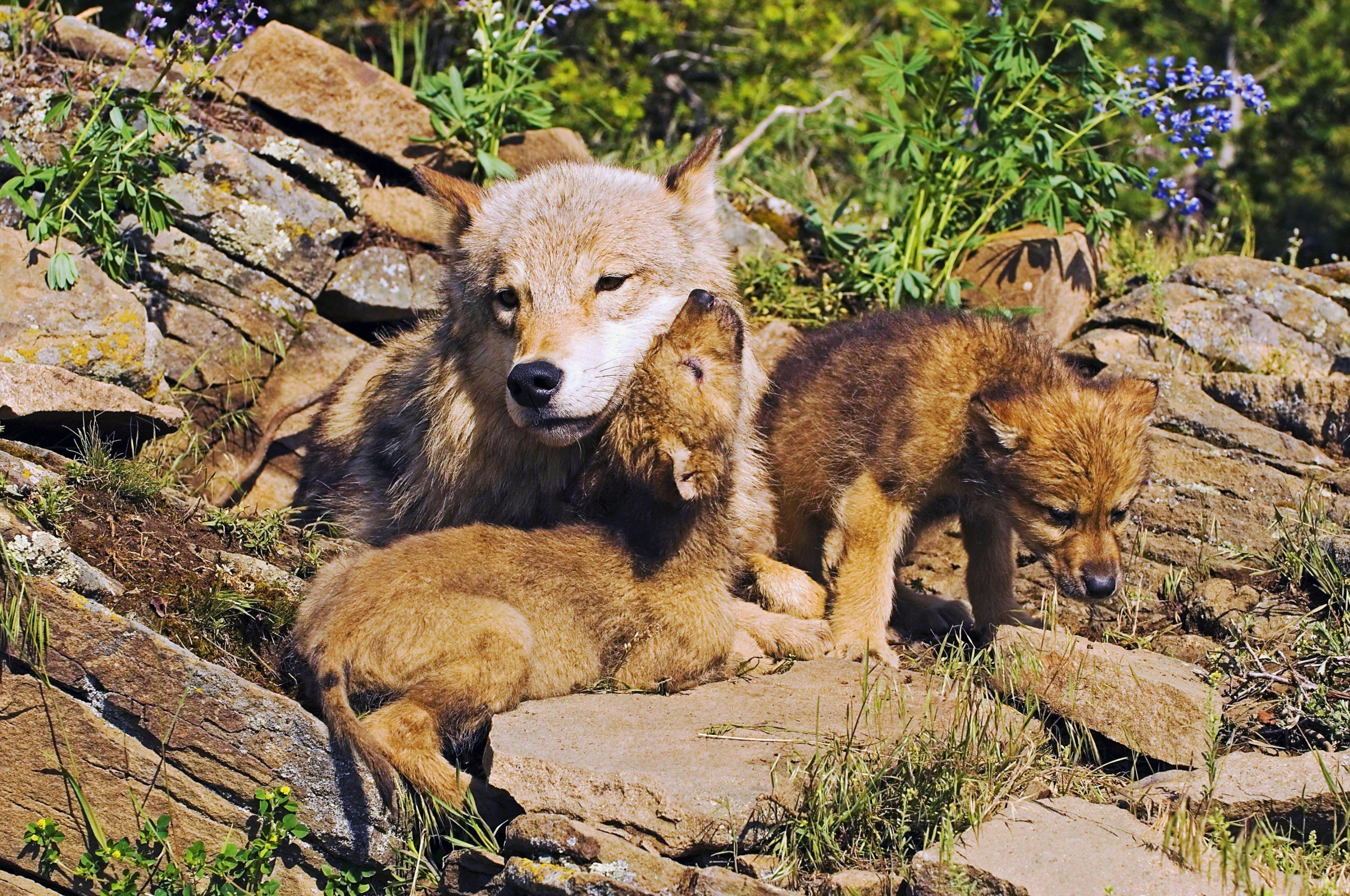 Mother Wolf And Little Wolves