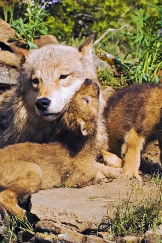 Mother Wolf And Little Wolves