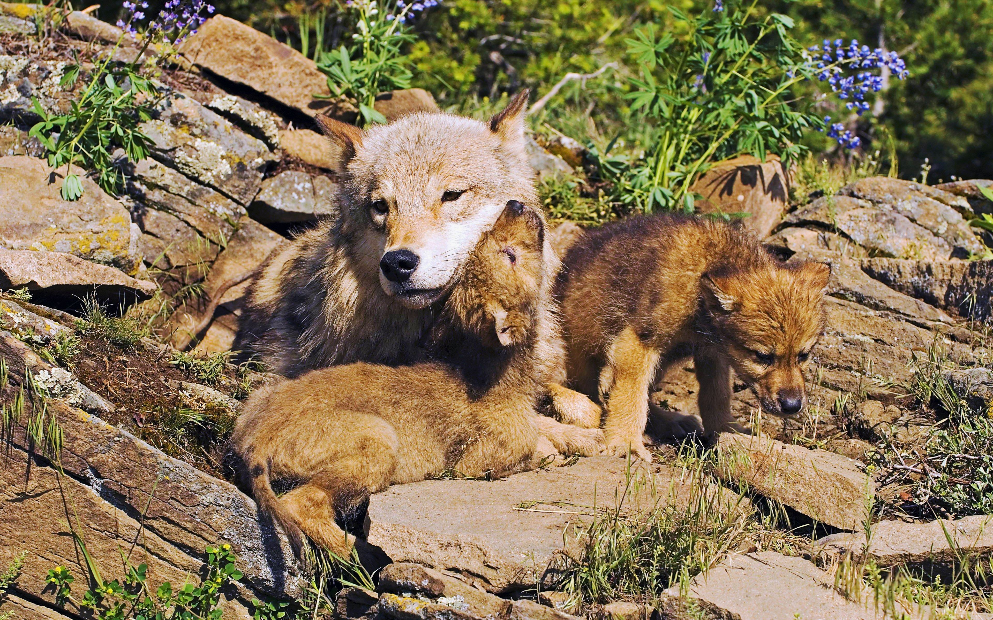 Mother Wolf And Little Wolves