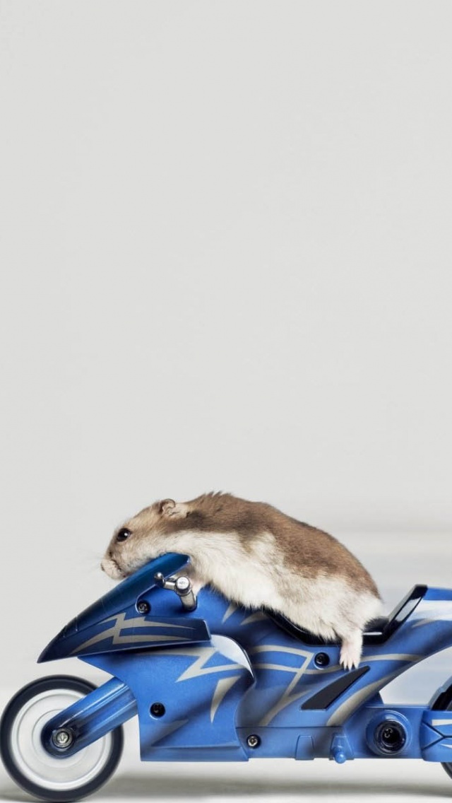 Mouse Riding Motorcycle