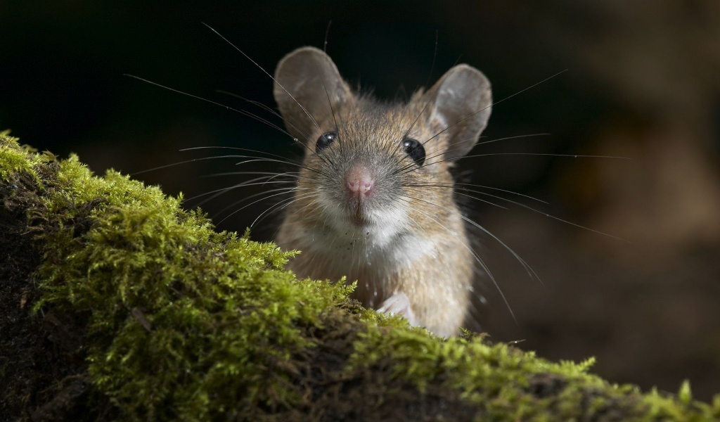 Moustache Mouse Curiosity