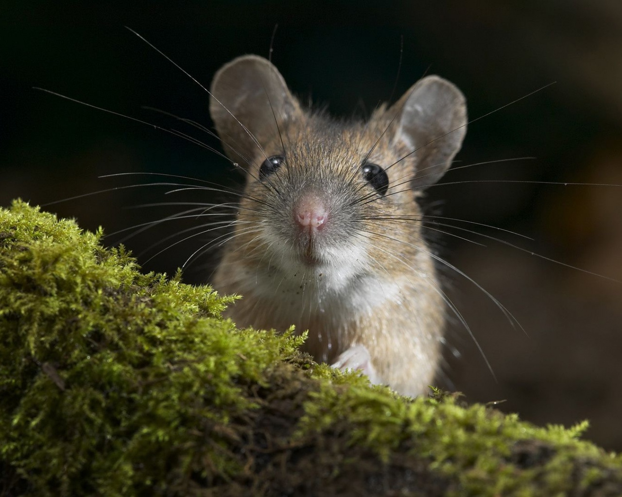 Moustache Mouse Curiosity