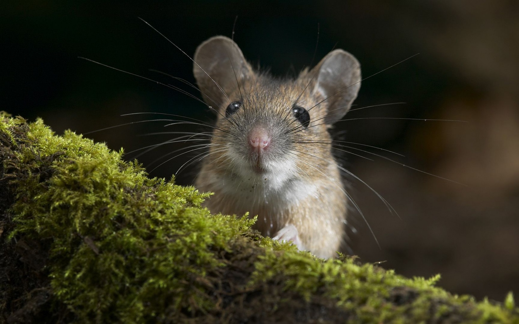 Moustache Mouse Curiosity