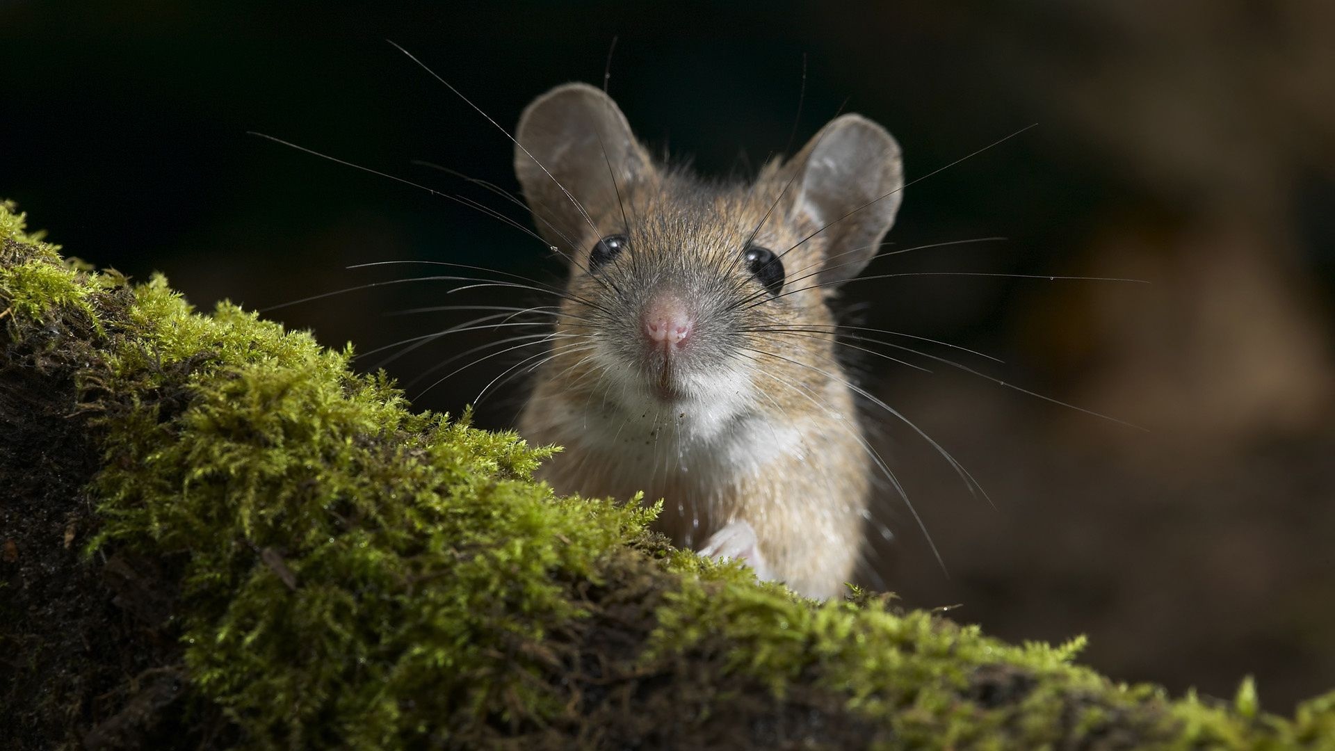 Moustache Mouse Curiosity