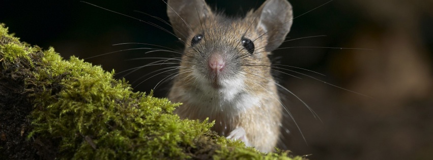 Moustache Mouse Curiosity