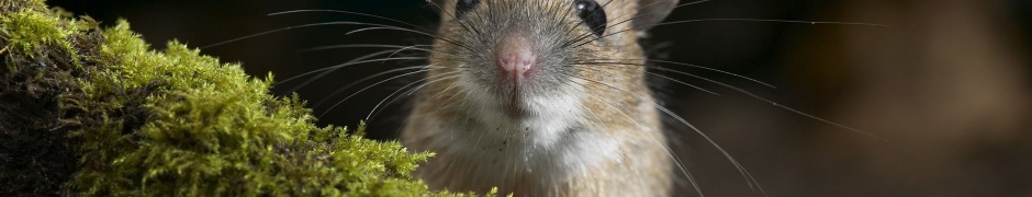 Moustache Mouse Curiosity
