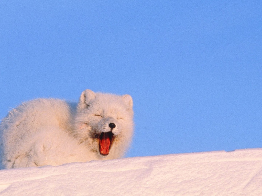 Mouth White Cold Fox Fluffy