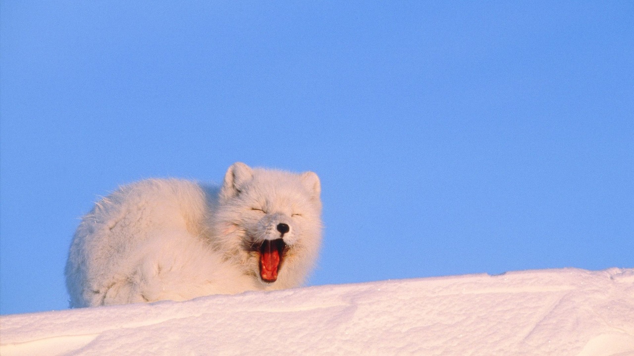 Mouth White Cold Fox Fluffy