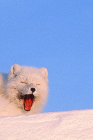 Mouth White Cold Fox Fluffy