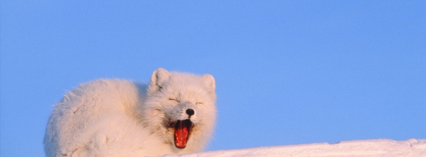 Mouth White Cold Fox Fluffy