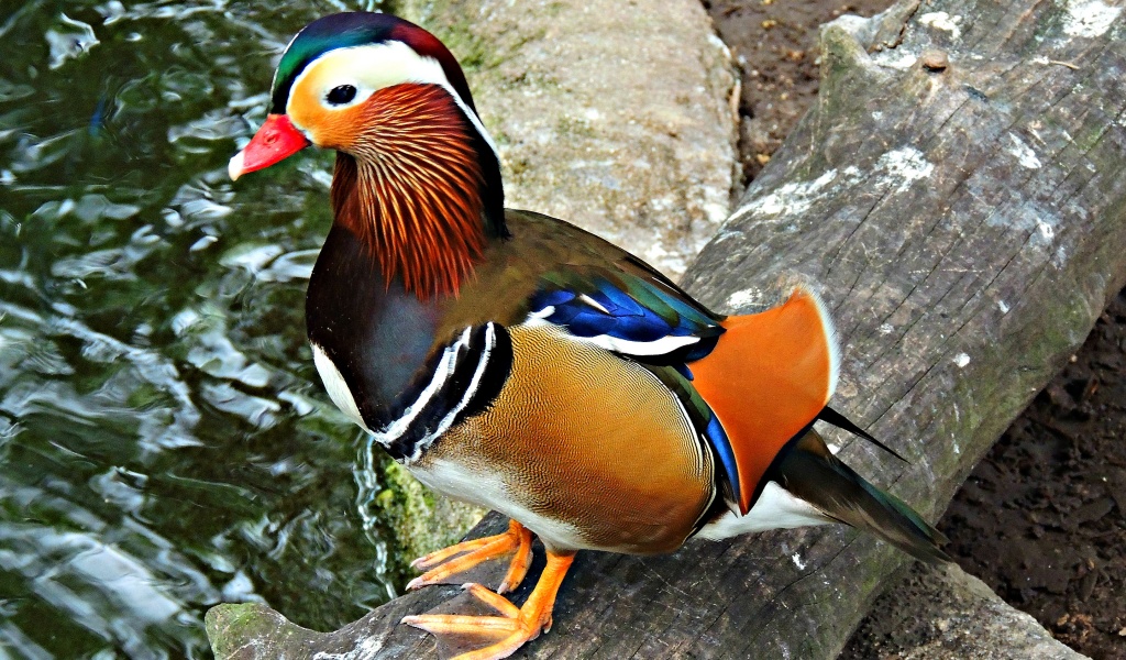 Multi Colored Duck