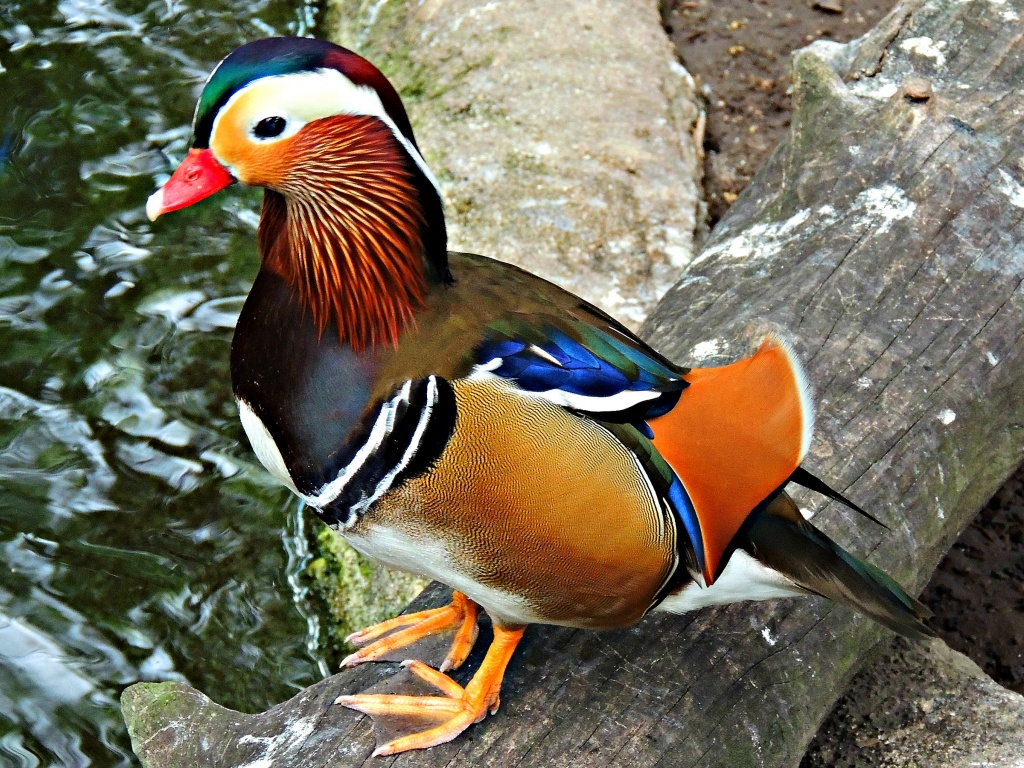 Multi Colored Duck