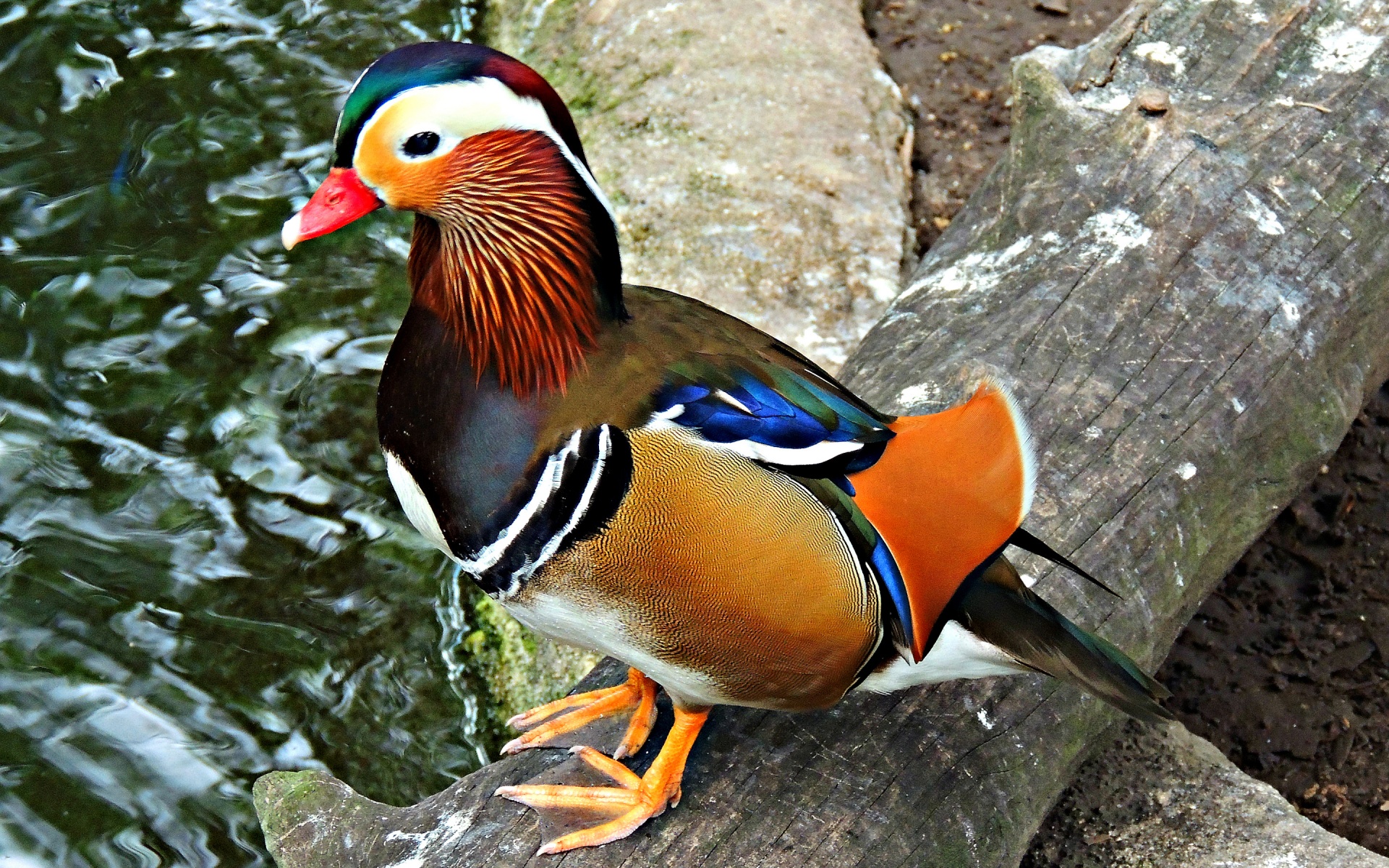 Multi Colored Duck