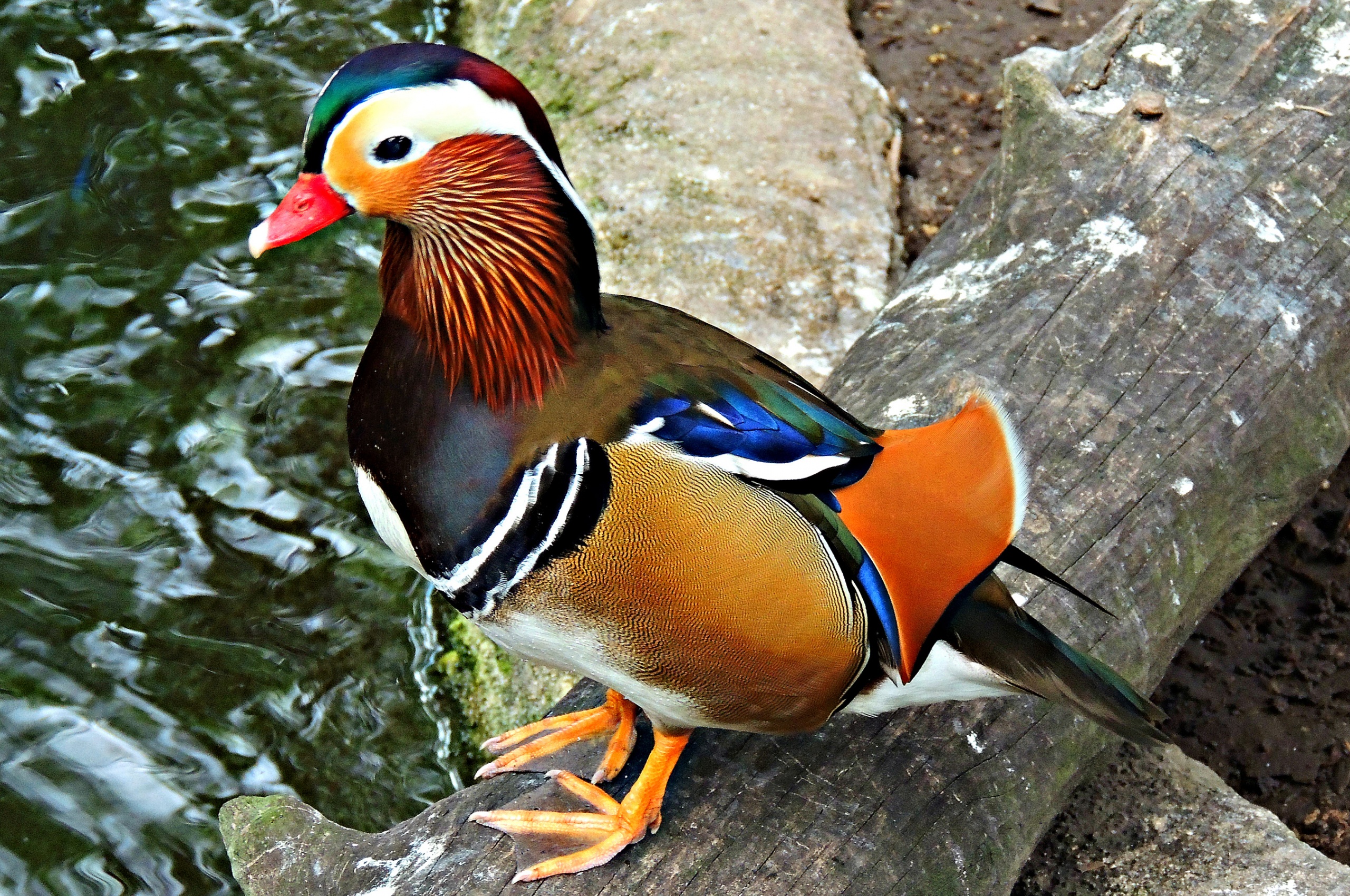 Multi Colored Duck