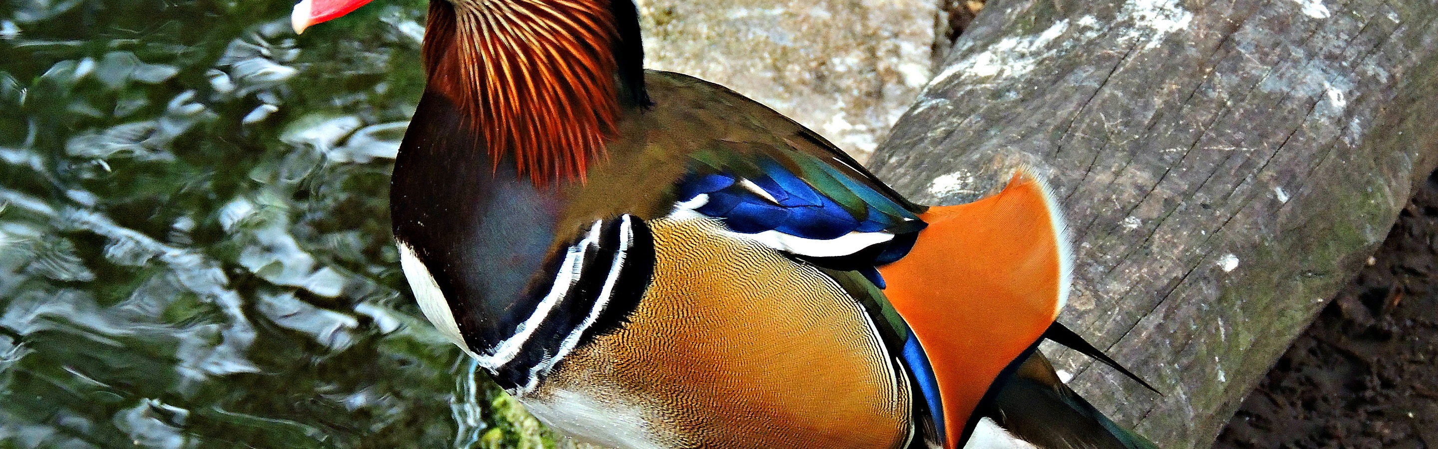 Multi Colored Duck