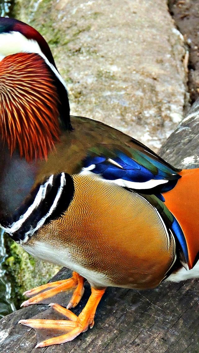 Multi Colored Duck