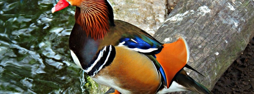 Multi Colored Duck