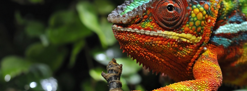 Multicolored Chameleon