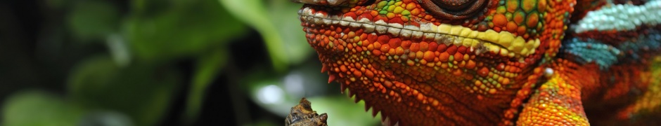 Multicolored Chameleon