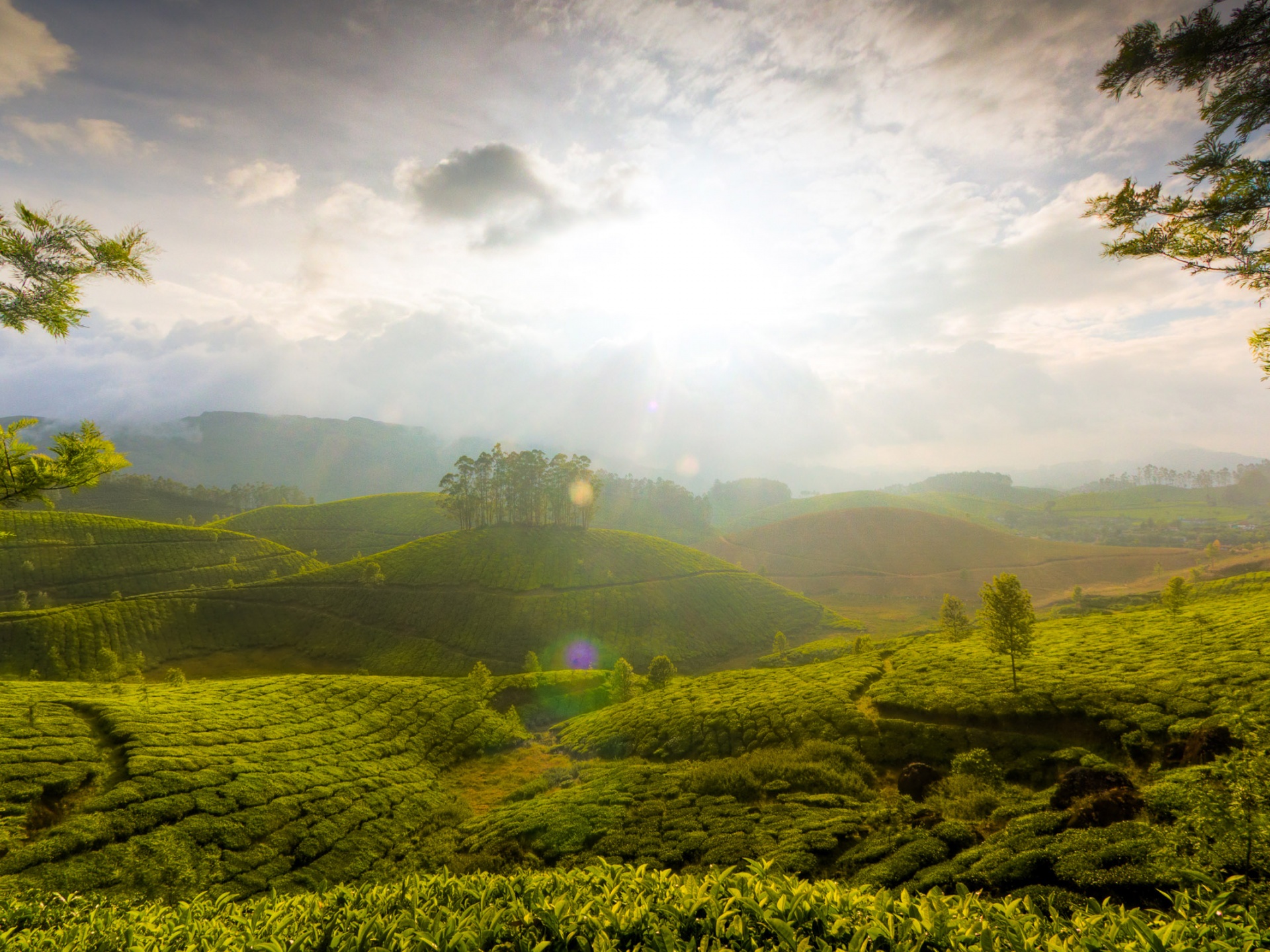 Munnar Hill Station Kerala India