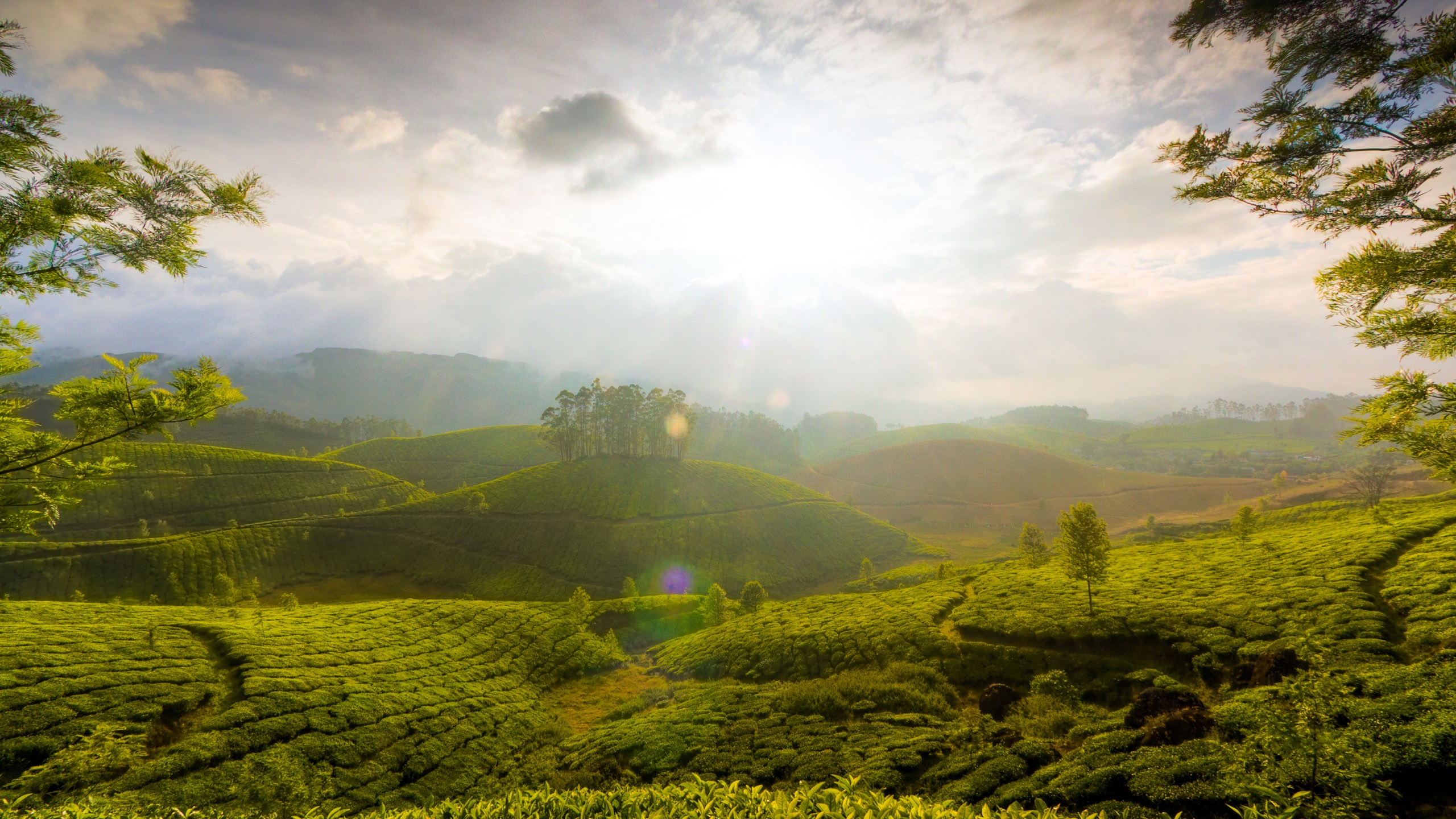 Munnar Hill Station Kerala India