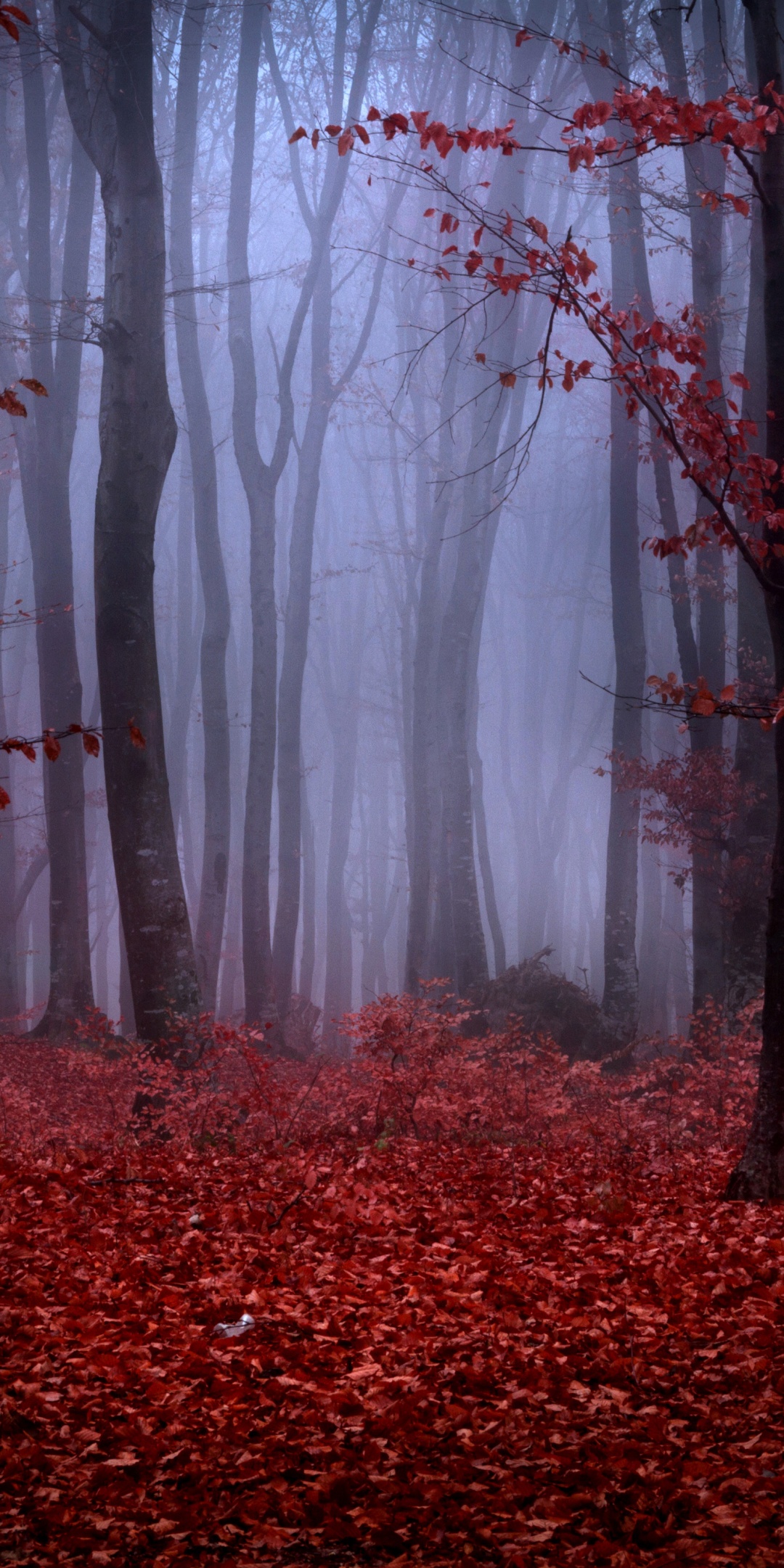 Mystical Foggy Forest In Autumn