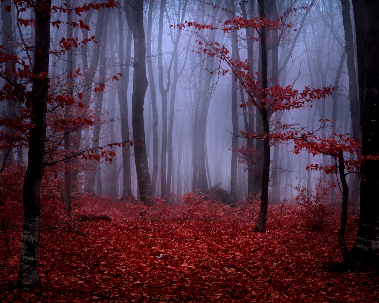 Mystical Foggy Forest In Autumn