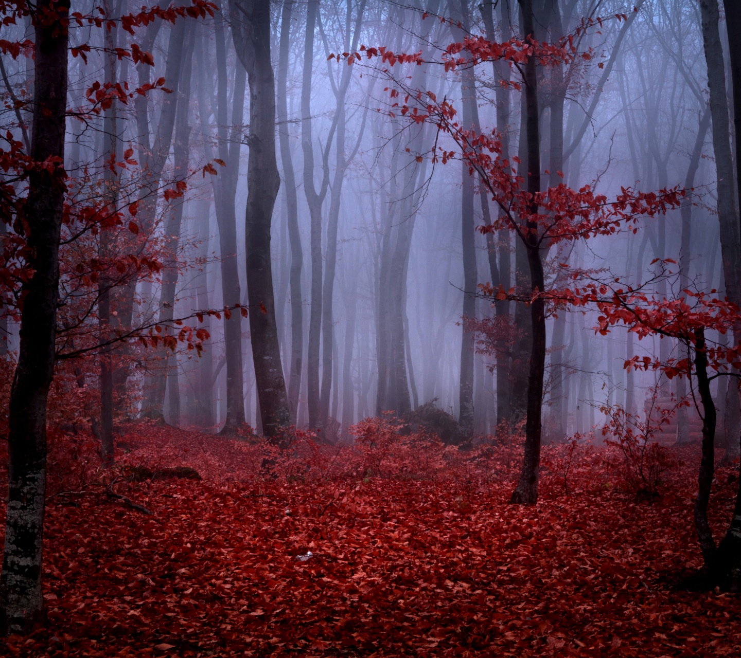 Mystical Foggy Forest In Autumn