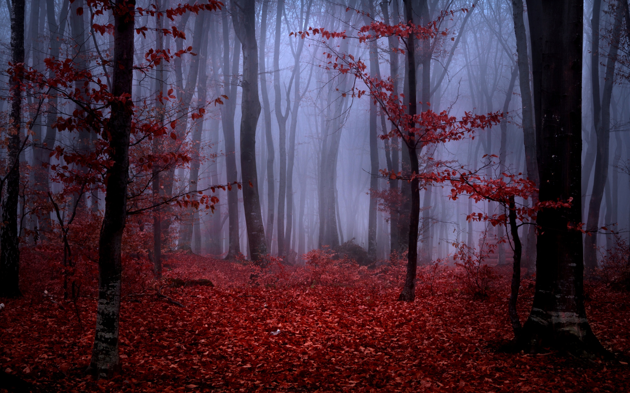 Mystical Foggy Forest In Autumn