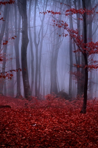 Mystical Foggy Forest In Autumn