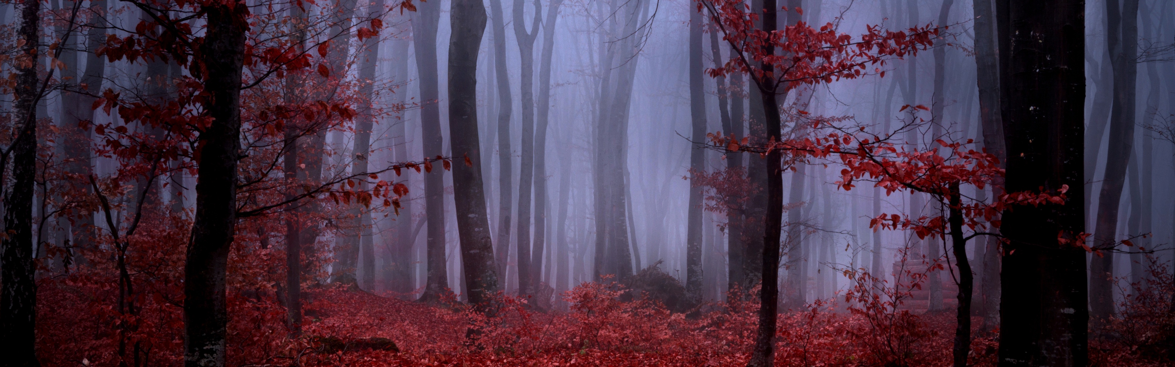 Mystical Foggy Forest In Autumn