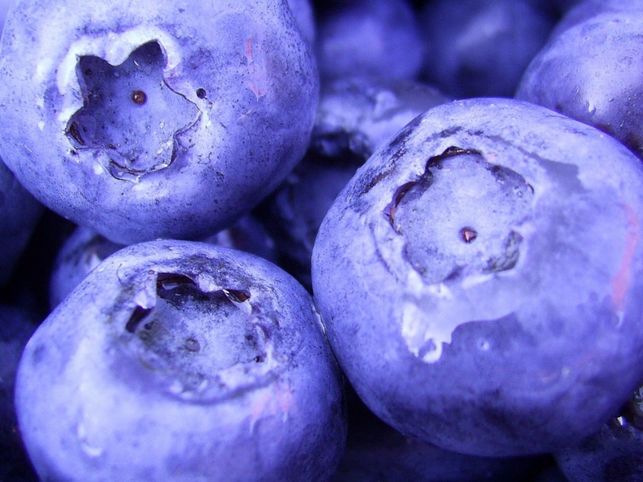 Nature Fruits Food Plants Macro Berries Blueberries