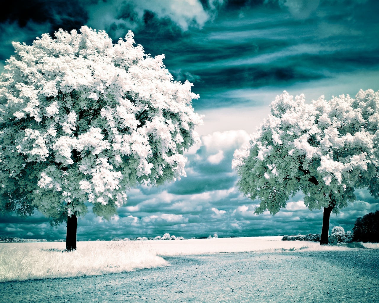 Nature Winter Landscapes