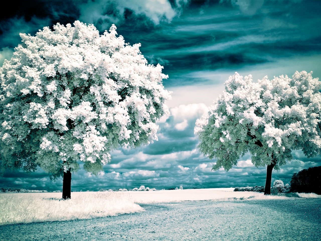 Nature Winter Landscapes