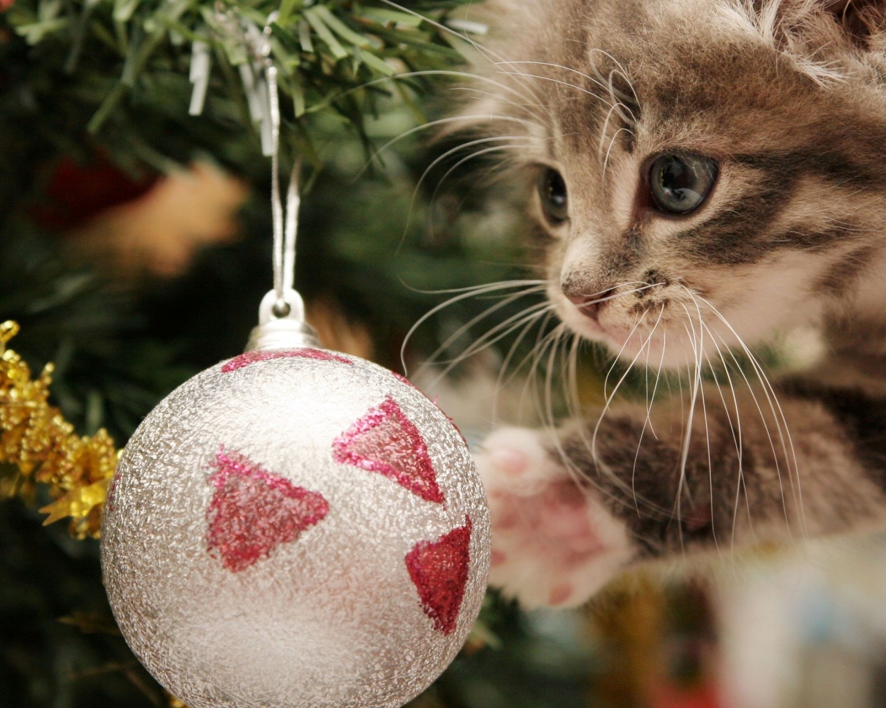 New Year Christmas Kitten