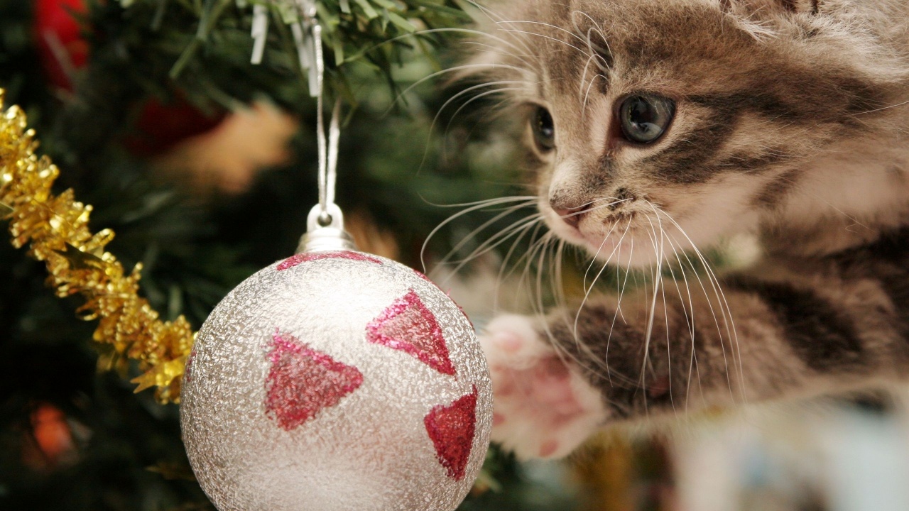 New Year Christmas Kitten