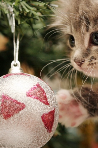 New Year Christmas Kitten