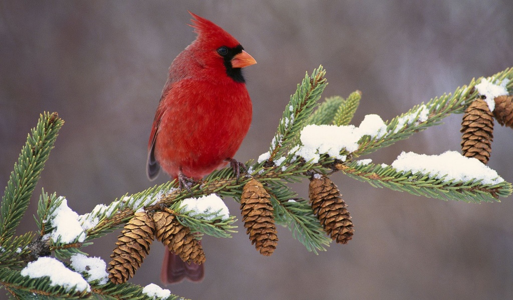 Northern Cardinal Cardinal Redbird Cones Branch Birdie