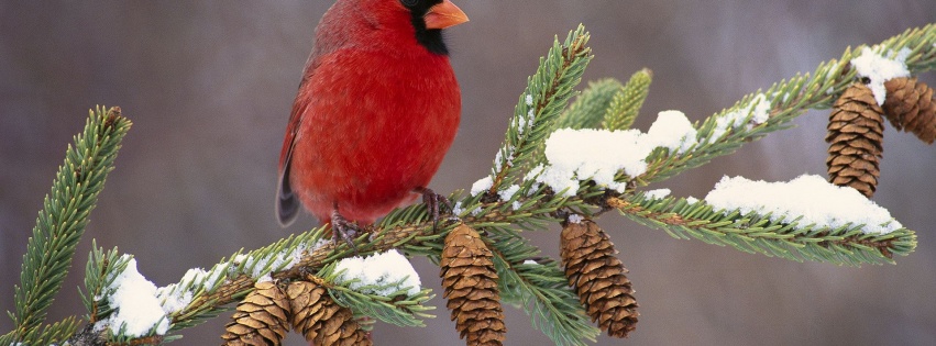 Northern Cardinal Cardinal Redbird Cones Branch Birdie