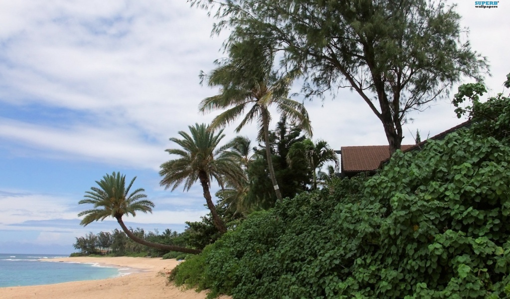 Oahu Beach Nature Landscapes