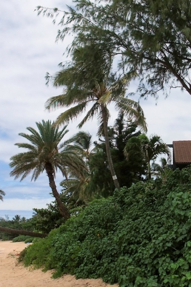 Oahu Beach Nature Landscapes