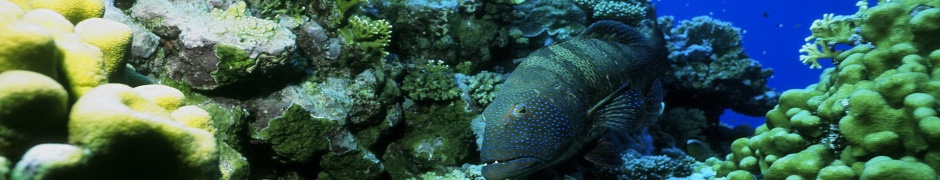 Ocean Fish Seabed Nature