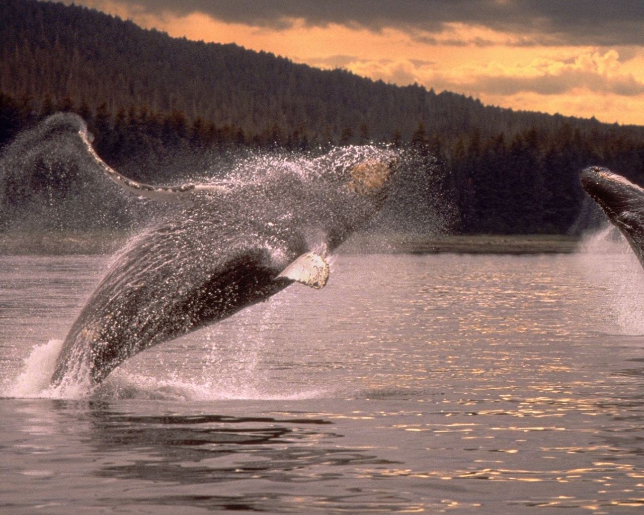 Overwater Jump Pair Sparks