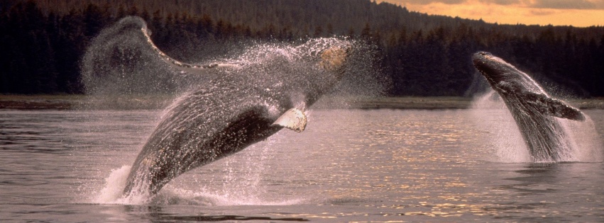 Overwater Jump Pair Sparks