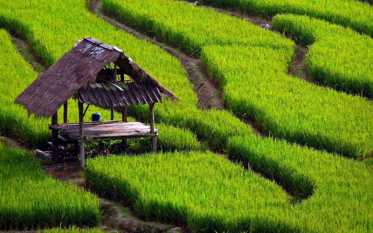 Paddy Fields Houses Beautiful Nature Landscapes