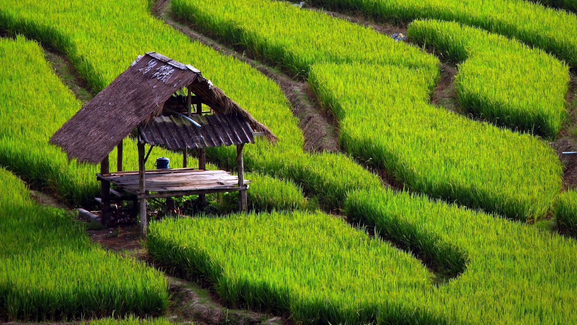 Paddy Fields Houses Beautiful Nature Landscapes